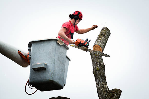 Best Tree and Shrub Care  in Harrison, WI